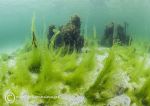 Seaweeds - Anchor Bay