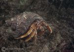 Hermit crab