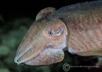 Cuttlefish