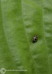 Fourteen-spot ladybird