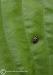 Fourteen-spot ladybird