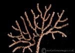 Pink sea fan