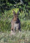 Irish hare 4