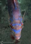 Cuckoo wrasse - male