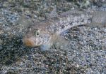 Black goby - female