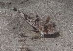 Tub gurnard - juvenile