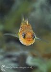 Two-spot Goby