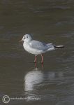 Black-headed gull