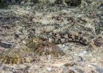 Montagu's blenny