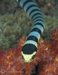 marinelife_mnthomas_seasnake.jpg