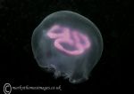 Moon Jelly