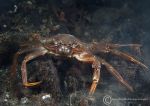 Swimming crab