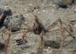 Long-legged spider crab - Macropodia spp.