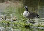 Canada Geese