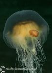 Jellyfish - Criccieth