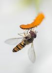 Hoverfly on lily anther 6