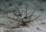 Brown sea cucumber