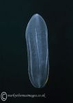 Comb jelly - Beroe cucumis