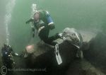 Playful seal pup 7