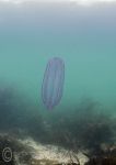 Comb jelly