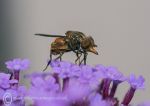 Rhingia campestris.