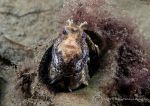 Tompot blenny