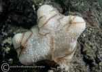 Brittlestar on dead man's finger