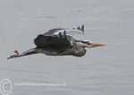 Heron in Flight 2