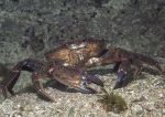 Velvet swimming crab