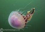 Compass jellyfish