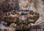 Velvet swimming crab