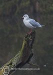 Black-Headed Gull