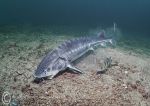 Sturgeon feeding