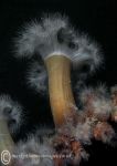 Plumose anemone