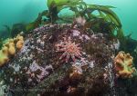 Farnes reef - sunstar