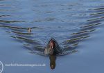 Moorhen