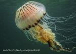 Compass jellyfish