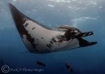 Giant Manta