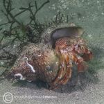 Hermit Crab 