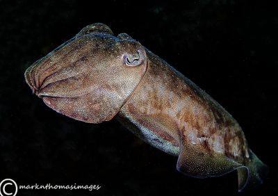 Cuttlefish