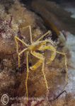 Long-legged spider crab