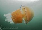 Barrel Jellyfish 1