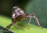 Dragonfly exuviae/exoskeleton