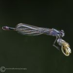 Blue-tailed Damselfly