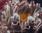 Organ pipe fanworms