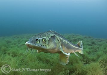 Diamond sturgeon