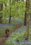 Bluebells in Marbury 2