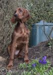 Finbar
