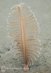 Phosphorescent Sea Pen