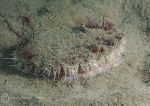 King Scallop